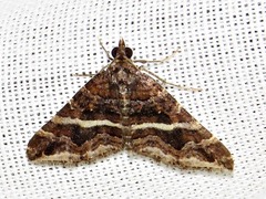 Haplolabida coaequata