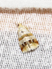 Eublemma ornatula