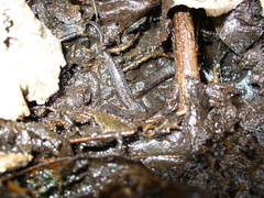 Desmognathus valtos