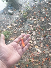 Erythrina poeppigiana