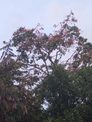 Erythrina poeppigiana