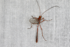 Dicamptus fuscicornis