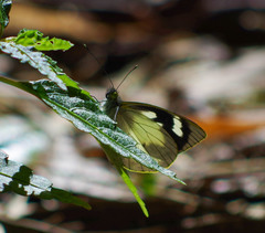 Leptophobia