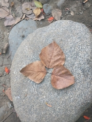 Erythrina poeppigiana