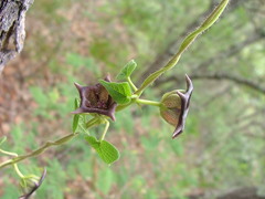 Dictyanthus reticulatus