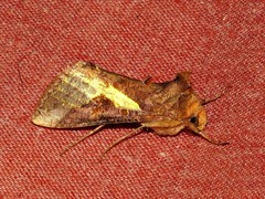 Thysanoplusia orichalcea
