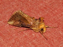 Thysanoplusia orichalcea