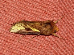 Thysanoplusia orichalcea