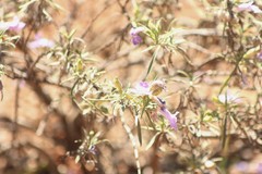 Eremophila gilesii
