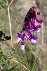 Vicia villosa