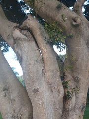 Ficus benjamina