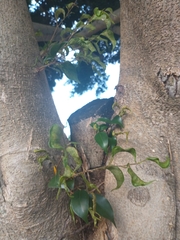 Ficus benjamina