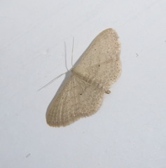 Scopula minorata