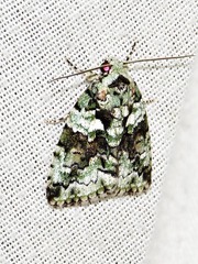 Blenina squamifera