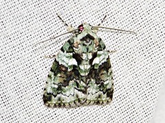 Blenina squamifera