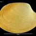 Tapestry Shell - Photo (c) Smithsonian Institution, National Museum of Natural History, Department of Invertebrate Zoology, some rights reserved (CC BY-NC-SA)