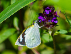 Leptophobia