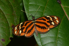 Heliconius ethilla