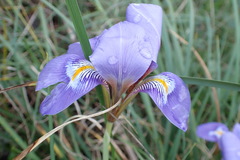 Iris unguicularis