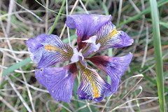 Iris unguicularis