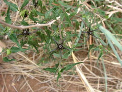 Matelea trachyantha