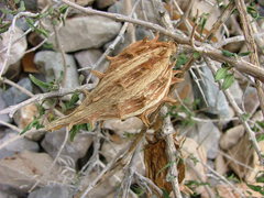 Matelea trachyantha