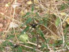 Matelea trachyantha