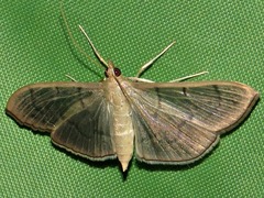 Poliobotys ablactalis