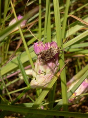 Merocoris