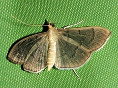 Poliobotys ablactalis