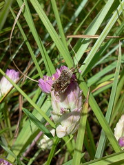Merocoris