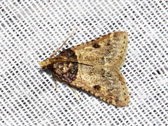Loryma basalis