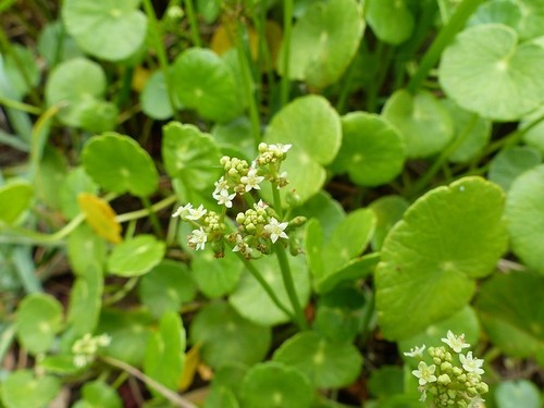 Hydrocotyle bonariensis image