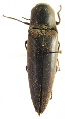 Orthostethus infuscatus