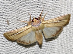 Mythimna prominens