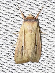 Mythimna prominens
