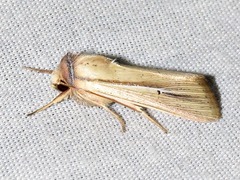 Mythimna prominens