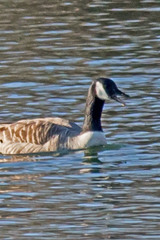 Branta canadensis