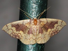 Epicosymbia nitidata