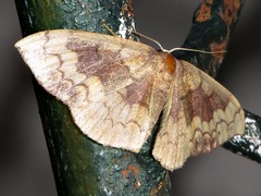 Epicosymbia nitidata