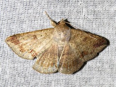 Ericeia congressa