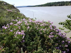 Astragalus vexilliflexus