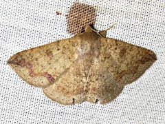 Ericeia congressa