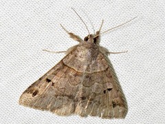 Mocis mutuaria