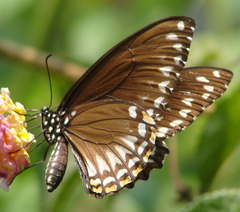 Papilio clytia clytia