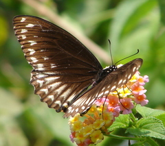 Papilio clytia clytia