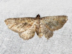 Horisme obscurata obscurata