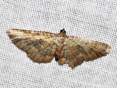 Horisme obscurata obscurata