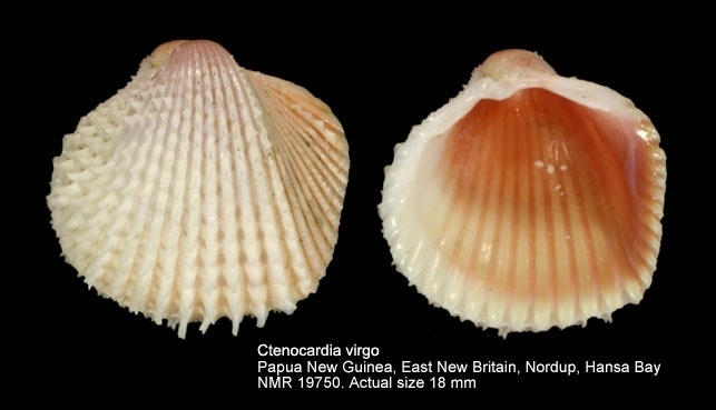Ctenocardia