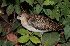 Calidris pugnax